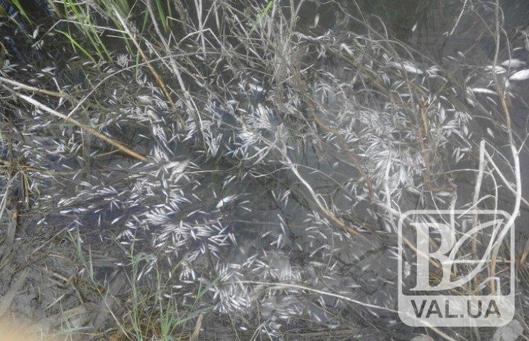 На Черниговщине возникла серьезная угроза явлений удушья рыбы