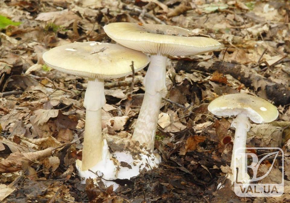 Від отруєння грибами померла дівчина з Чернігівщини