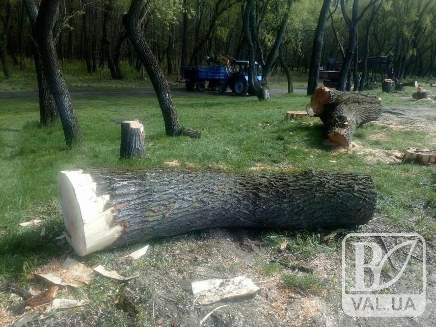 В Чернигове 55 деревьев могут уничтожить ради парковки