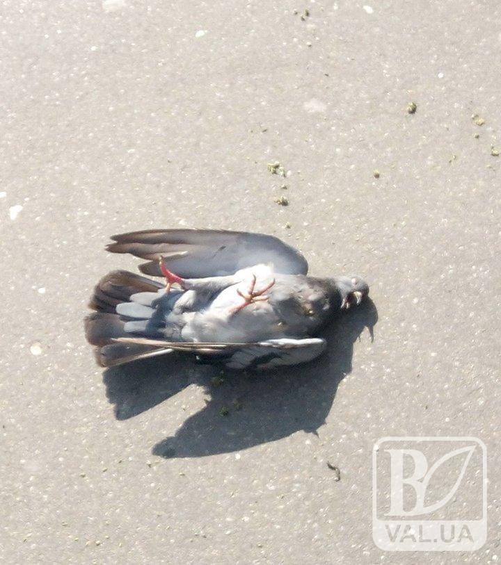  В центре Чернигова неизвестный снайпер расстреливал голубей. ФОТОфакт