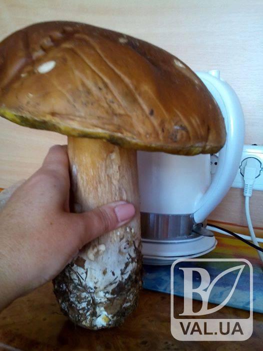 В лісах Чернігівщини знайшли гриба-велетня вагою 750 г. ФОТО