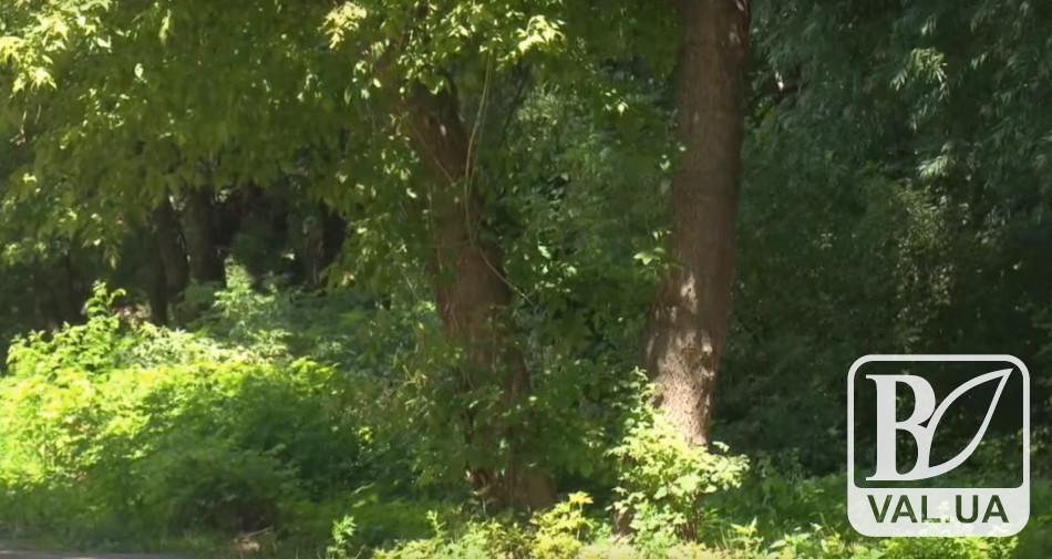 В Чернигове в этом году высадят более 700 деревьев