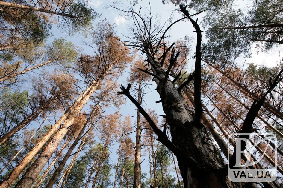 Соснові ліси Чернігівщини атакує небезпечний шкідник
