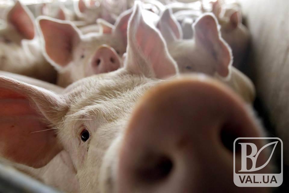 В Куликовке из-за АЧС уничтожили большое поголовье свиней