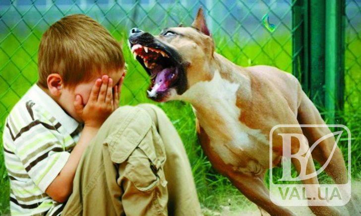 В Чернигове соседский пес покусал 10-летнего ребенка