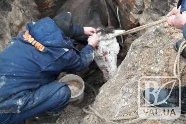 На Черниговщине в водопроводную яму упала корова