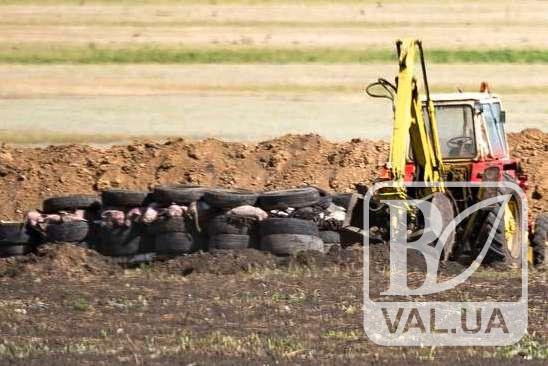 В Куликовском районе уничтожат почти 4000 свиней