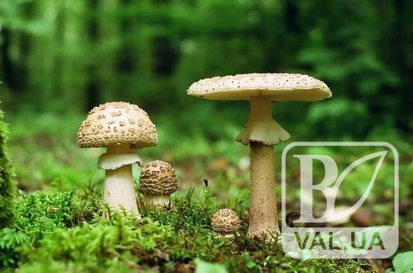 На Черниговщине снова зафиксирована смерть из-за употребления грибов