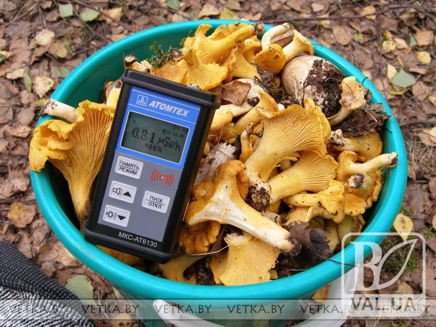 В Чернігівському районі виявили радіаційні гриби 