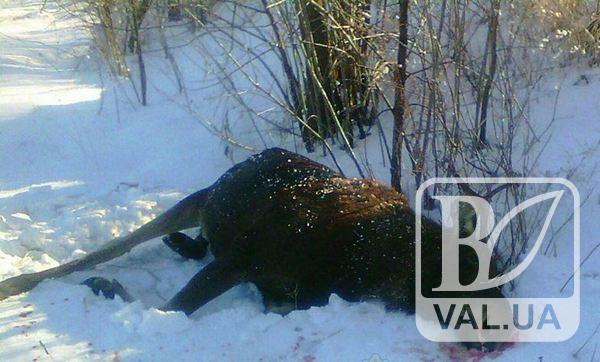 Суд признал виновным браконьера в убийстве семейства лосей на Черниговщине