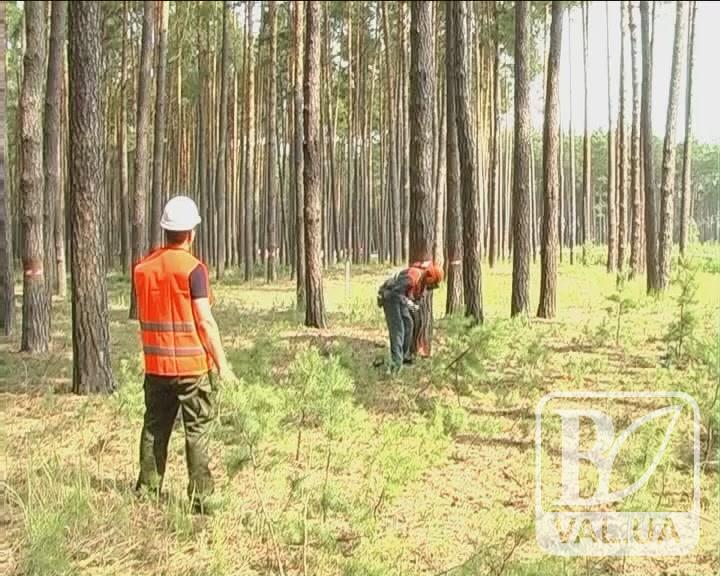 Китайці зацікавились деревиною із Чернігівщини. ВІДЕО