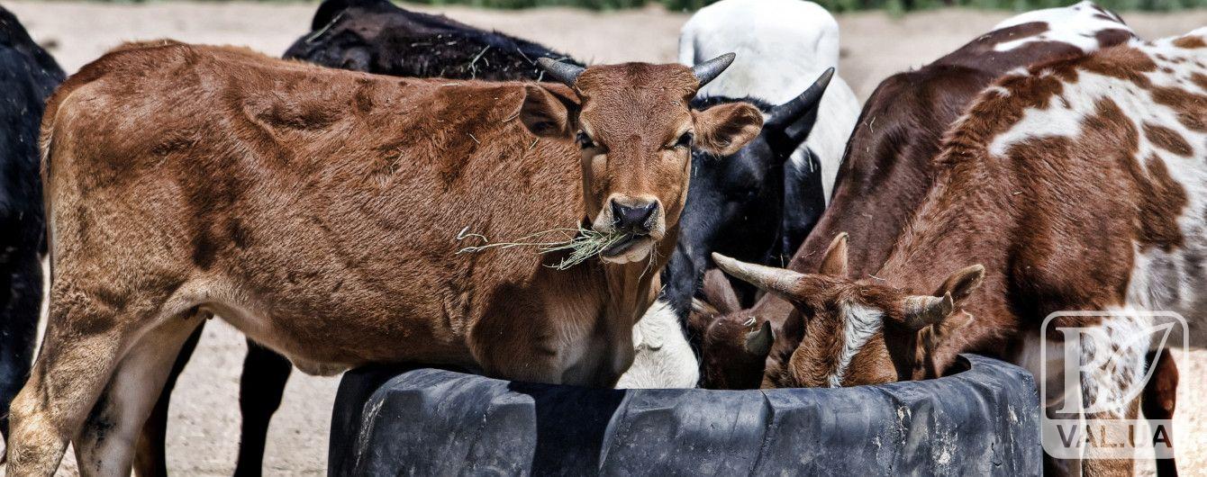 На Чернігівщині через скажених корів півтора десятки селян опинилися в лікарні. ВІДЕО