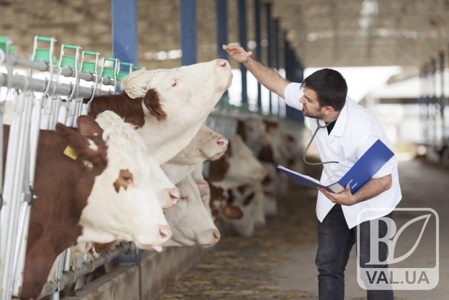 На Семенівщині через сказ вакцинували понад 600 корів 