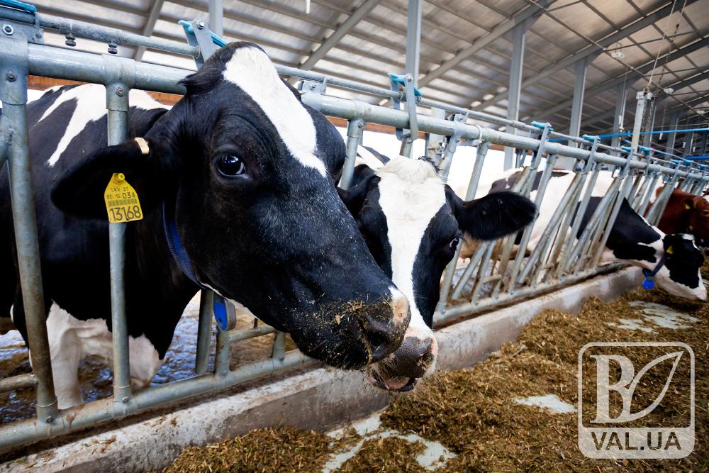 На Черниговщине запустят молочную ферму стоимостью 4 милиона гривен