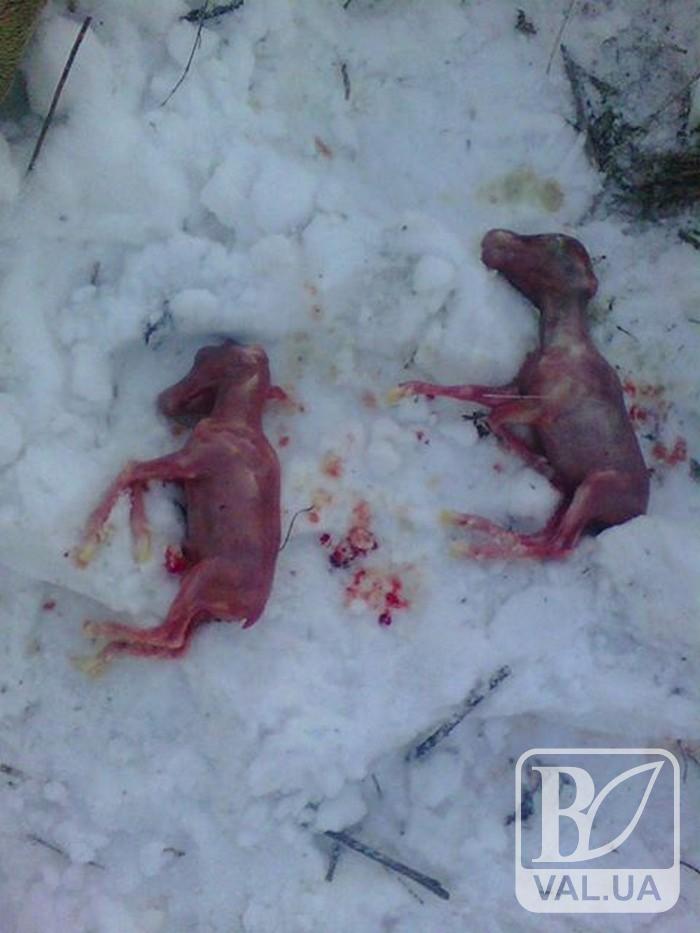 Дело о расстреле лосей в Нежинском районе начал слушать Апелляционный суд. ВИДЕО