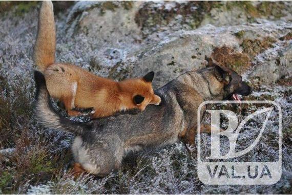На Черниговщине бешеная лиса напала на собаку