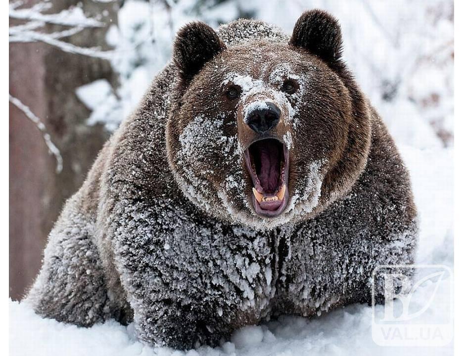 На Чернігівщині погоду прогнозують ведмеді. ВІДЕО