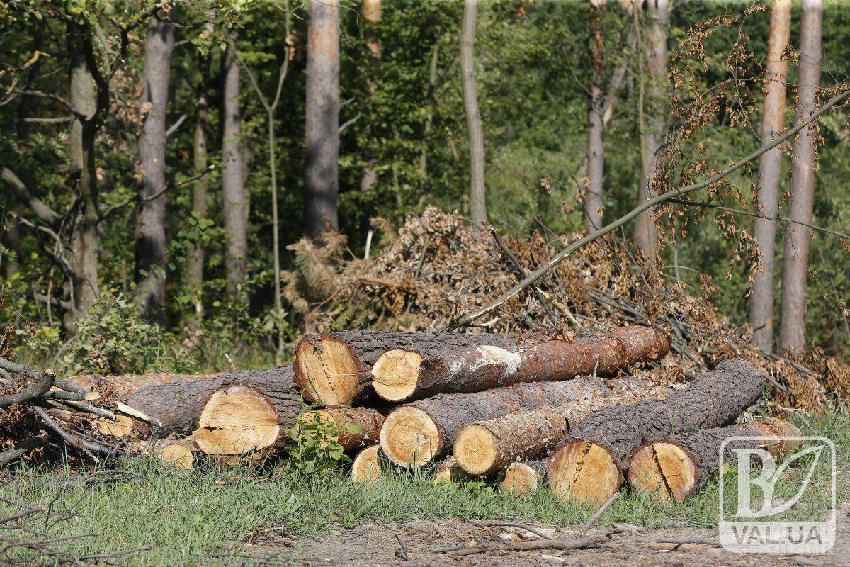 Житель Чернігівщини заплатить понад 300 тисяч через самовільну вирубку дубів