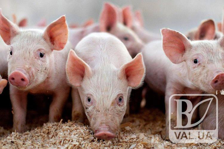 На Чернігівщині «африканська чуму свиней» вже добралась до приватних господарств