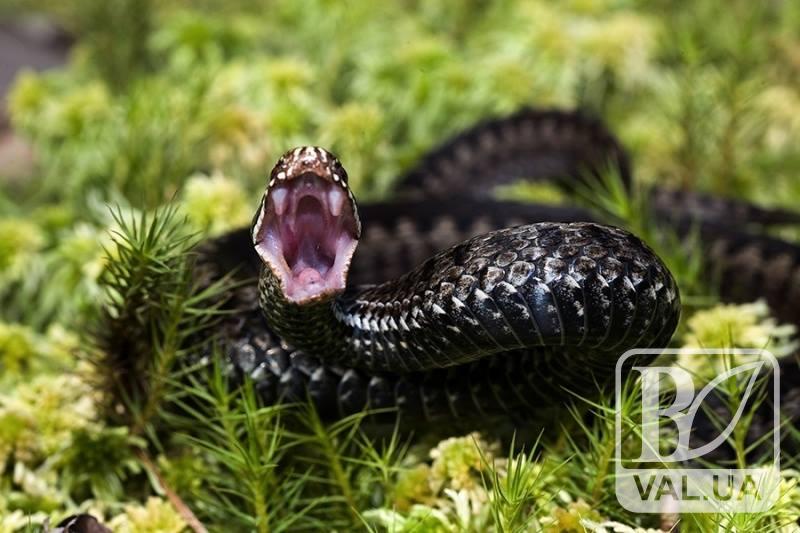 Отруйна небезпека: на Чернігівщині активізувались змії
