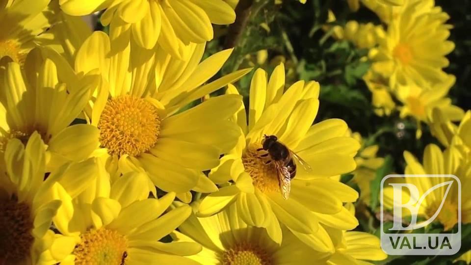 Бджоли під загрозою: захистіть комах від застосування пестицидів