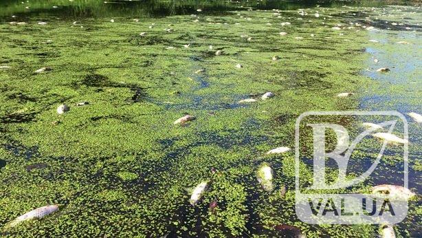 «Ковток повітря»: на Чернігівщині попереджають про задуху риби