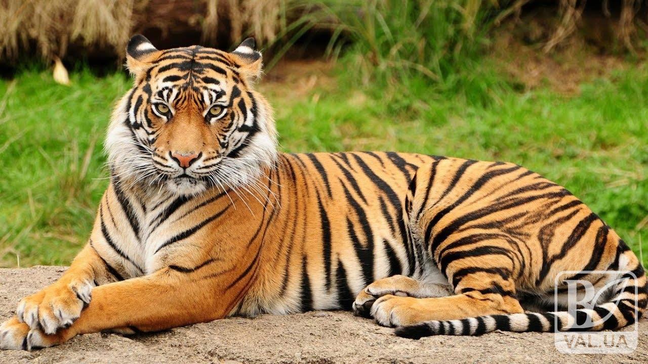 Менський зоопарк хоче купити тигра за 130 тисяч гривень