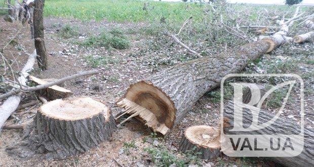 У Чернігові спиляють більше двох десятків дерев
