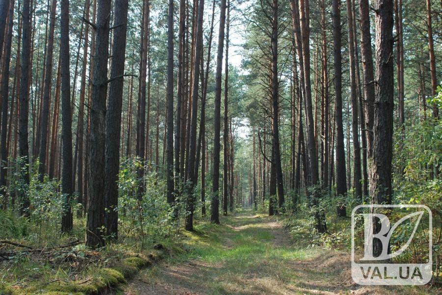 На Чернігівщині розшукали 66-річну жінку, яка заблукала у лісі