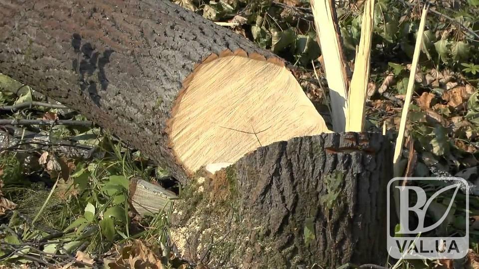 Дерево вбило людину біля власного двору