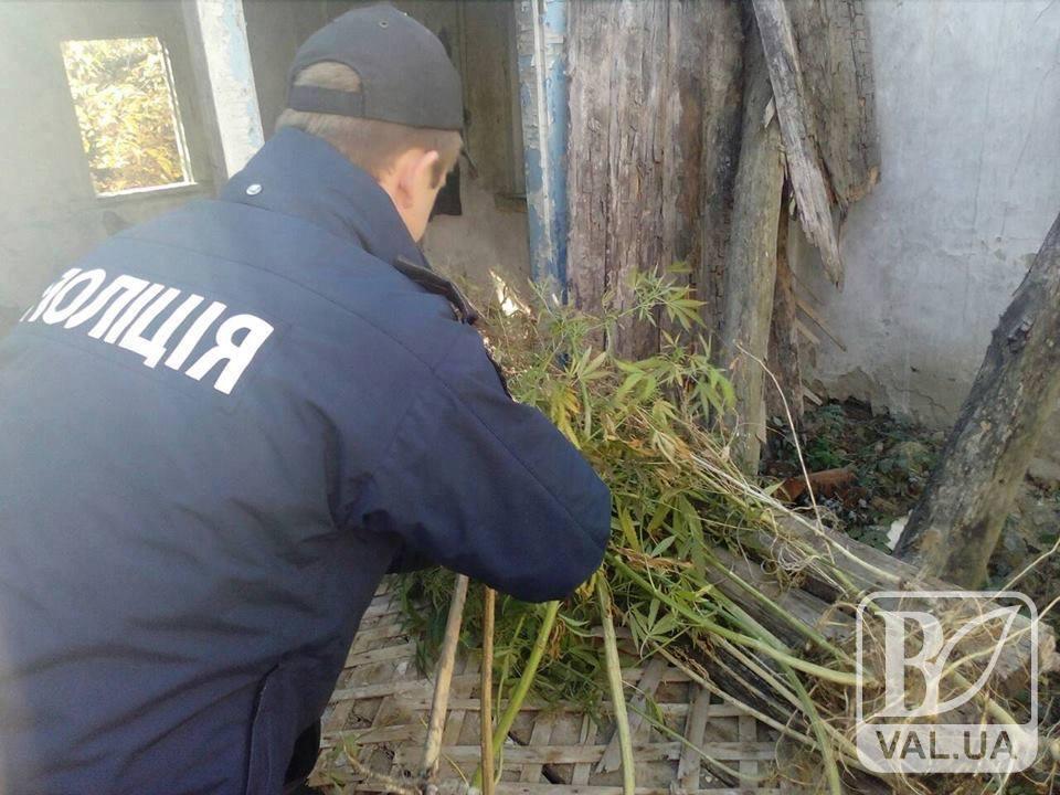 Урожай коноплі «зібрали» поліцейські у жителя Менського району. ФОТО