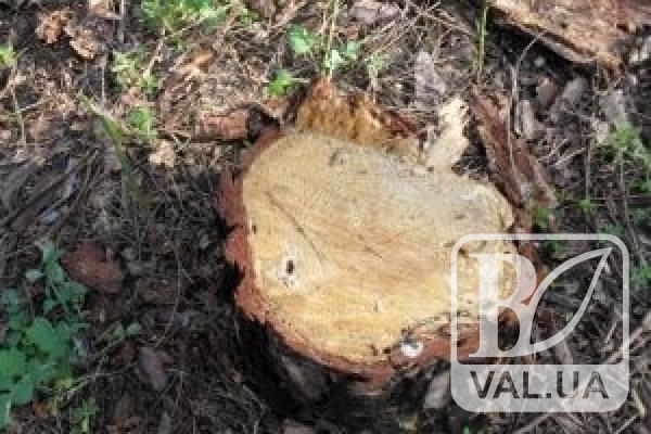 За незаконно вирубані дерева лісокористувач заплатить 40 тисяч гривень