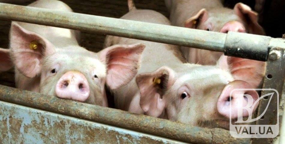 Африканська чума: у Козельці утилізують свиней
