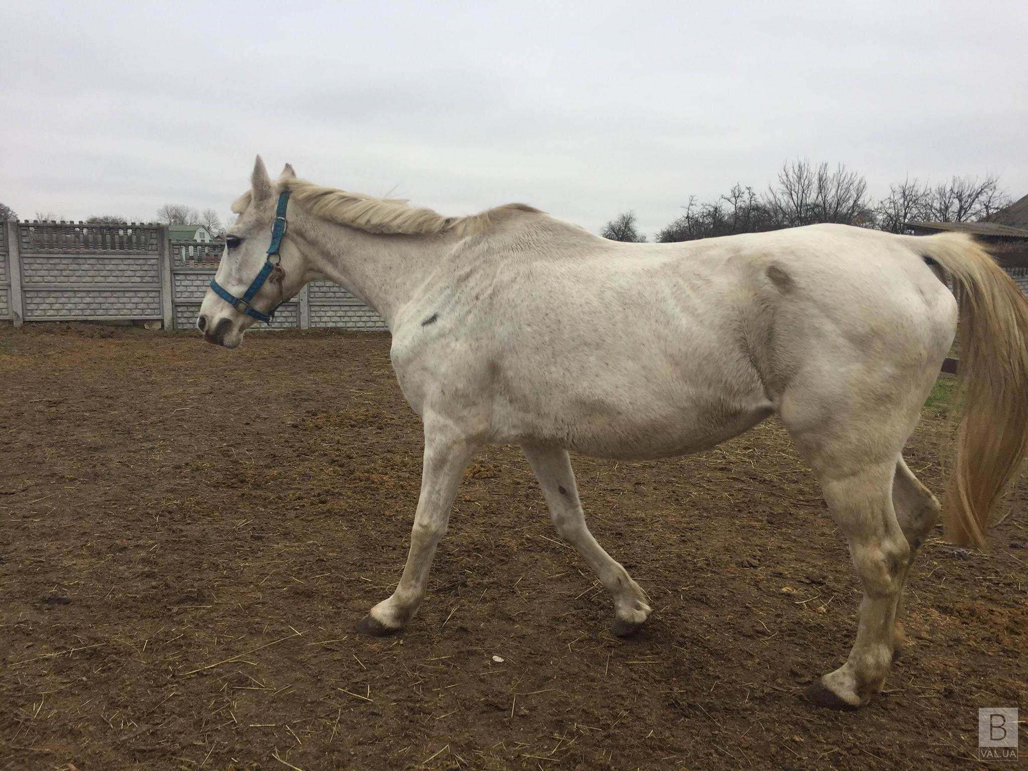 Новая спасенная жизнь: в «Зоодоме» в Рябцях появился еще один конь. ФОТО