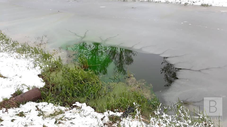 У Ніжині в річці Остер позеленіла вода