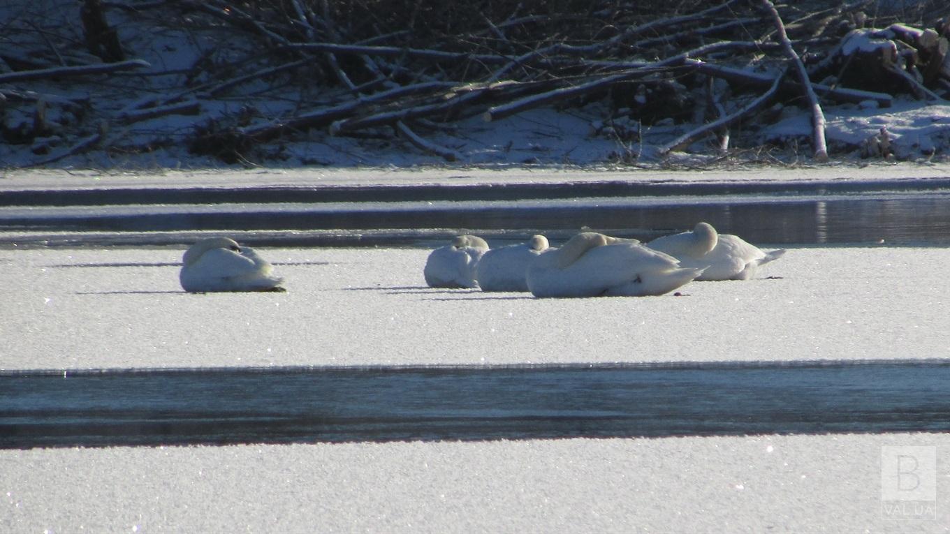На Чернігівщині заручниками крижаного полону стали 14 лебедів. ФОТО
