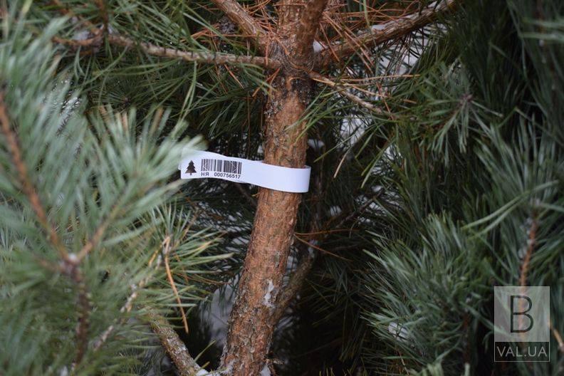Сохрани елку в лесу: советы экологов при выборе дерева