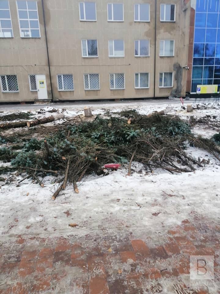 В Зеленстрое прокомментировали, почему спилили елки возле Дворца культуры. ФОТО