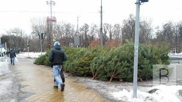 В столице уже продают елки с Черниговщины