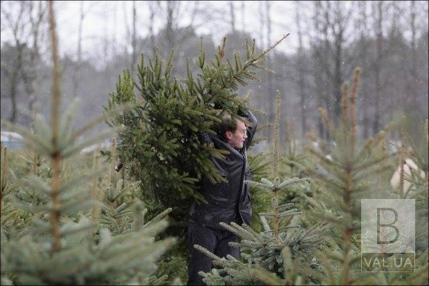 От штрафа до тюрьмы: как будут наказывать украинцев за незаконно добытые елки