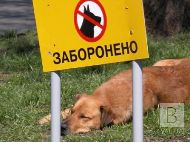 У Чернігові пропонують заборонити вигул собак на території лікарень, дитячих садків та шкіл