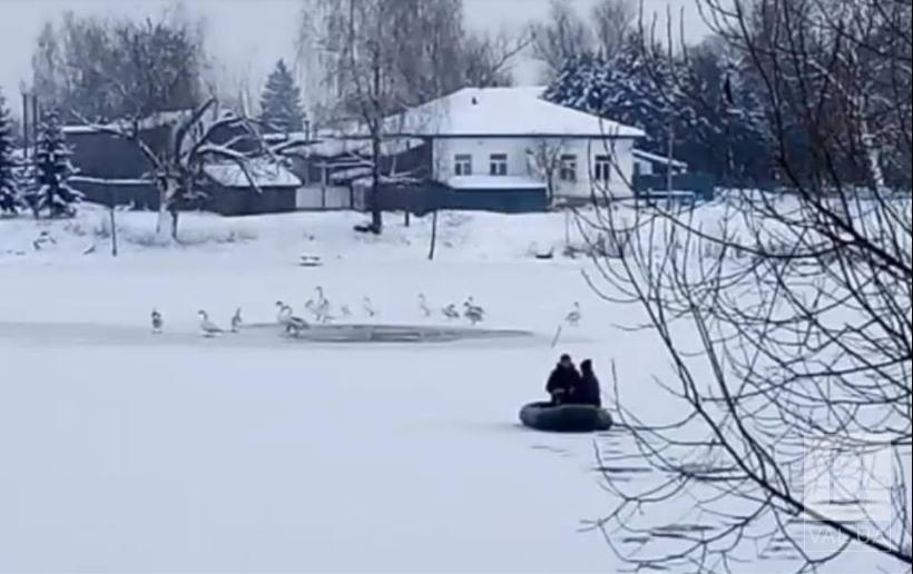На Чернігівщині небайдужі рятують лебедів від голоду та холоду ВІДЕО