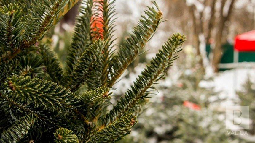 Де у Чернігові можна придбати новорічне дерево: адреси офіційних «ялинкових базарів»
