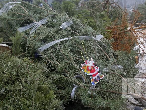 У Чернігові «Зеленбуд» приймає на утилізацію новорічні дерева