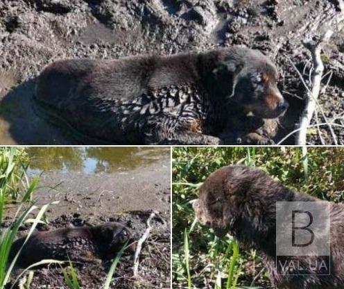 У Чернігівському районі врятували собаку, який застряг в болоті