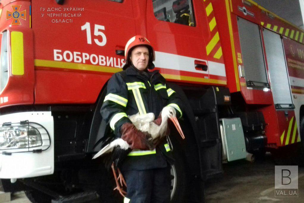 Нагодували й обігріли: у Бобровиці рятувальники забрали до себе лелеку. ФОТО