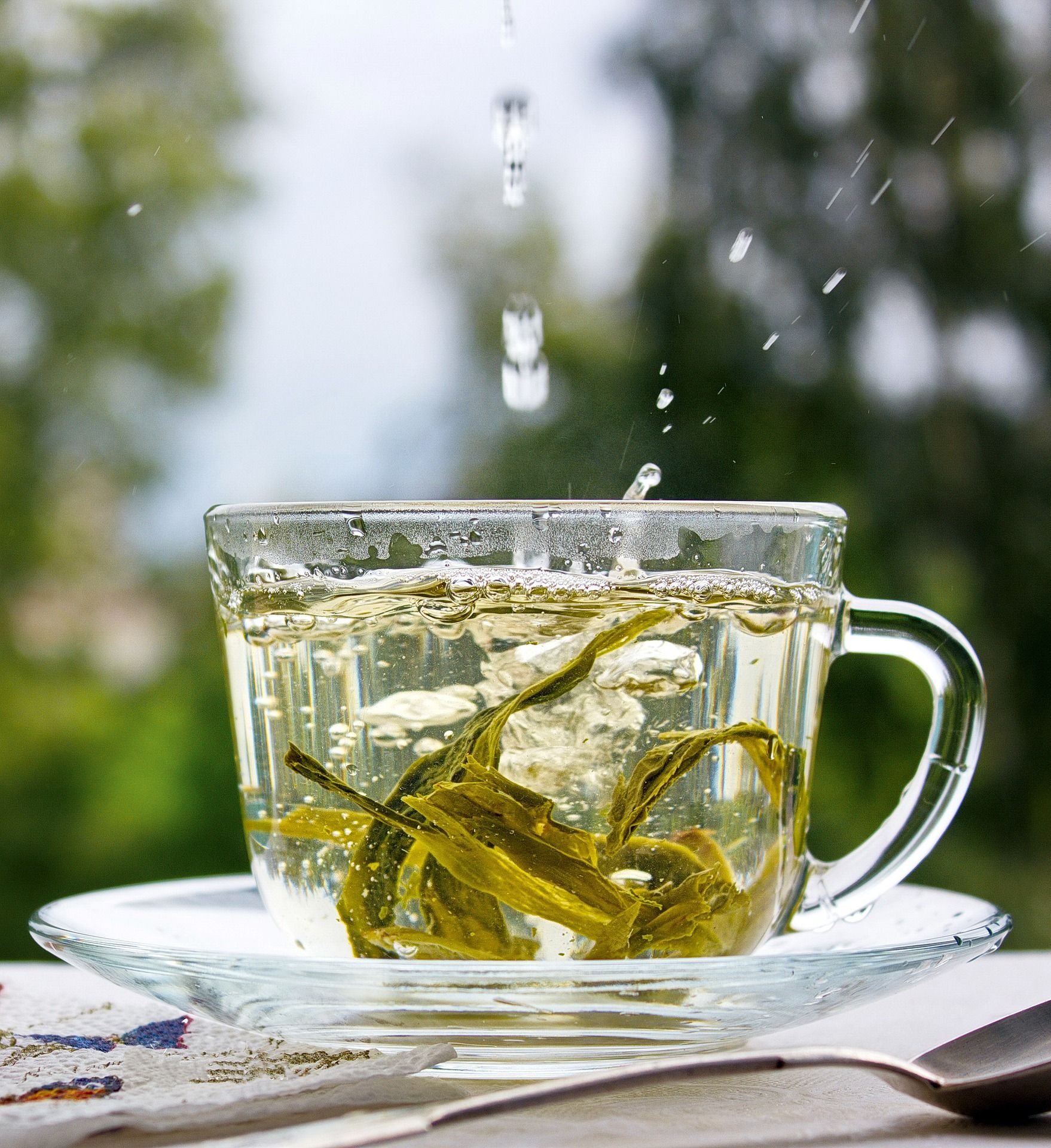 Зеленый чай – союзник в борьбе с аллергией
