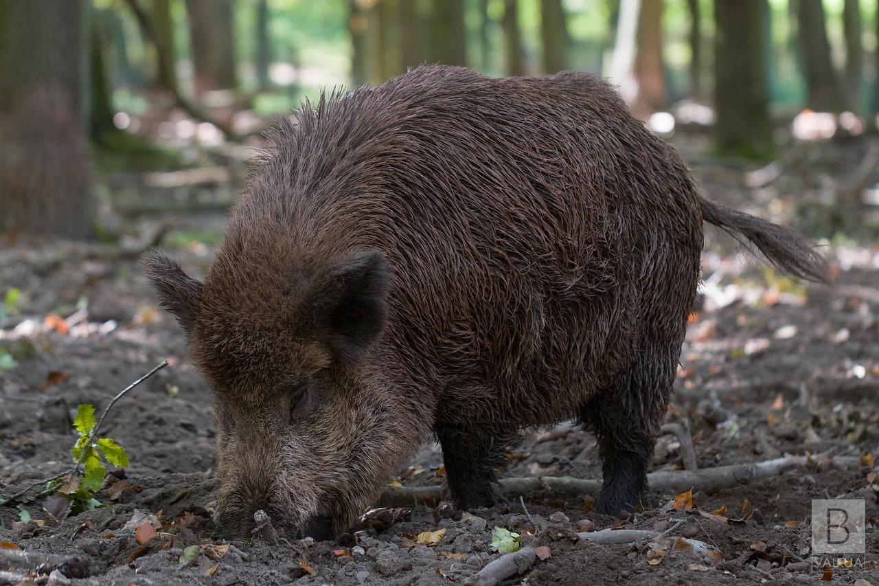 На Чернігівщині у дикого кабана виявили ДНК-вірус африканської чуми свиней