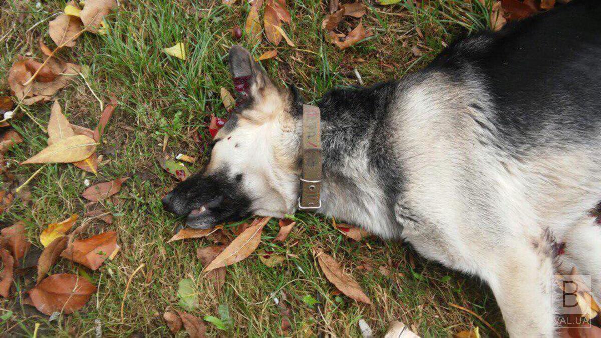 Апеляція не допомогла: двоє чоловіків «відсидять» за звіряче вбивство собаки на Чернігівщині