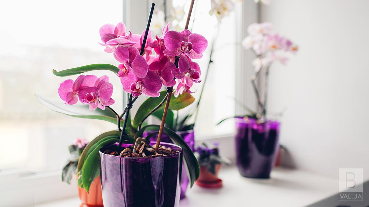 Як вибрати орхідею у ваш дім?